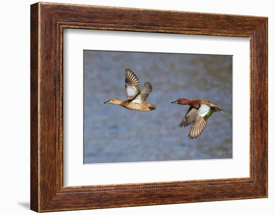 Cinnamon Teal Drake and Hen Flying-Hal Beral-Framed Photographic Print