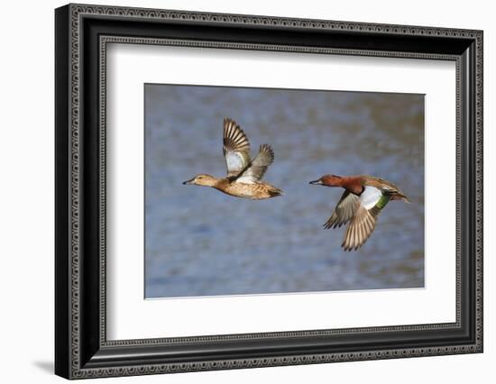 Cinnamon Teal Drake and Hen Flying-Hal Beral-Framed Photographic Print