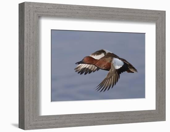Cinnamon Teal Drake in Flight-Hal Beral-Framed Photographic Print