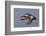 Cinnamon Teal Drake in Flight-Hal Beral-Framed Photographic Print