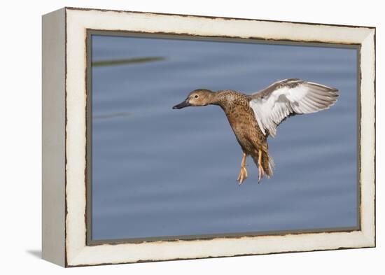 Cinnamon Teal Hen Landing-Hal Beral-Framed Premier Image Canvas