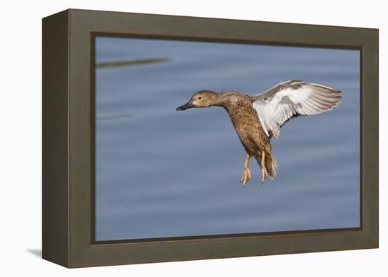 Cinnamon Teal Hen Landing-Hal Beral-Framed Premier Image Canvas