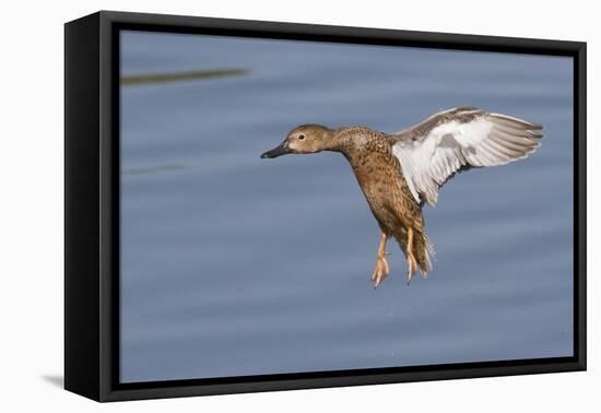 Cinnamon Teal Hen Landing-Hal Beral-Framed Premier Image Canvas