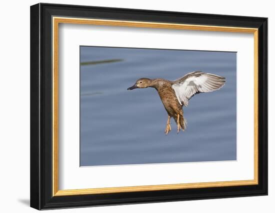 Cinnamon Teal Hen Landing-Hal Beral-Framed Premium Photographic Print