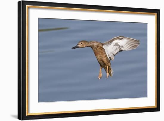 Cinnamon Teal Hen Landing-Hal Beral-Framed Photographic Print