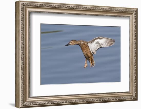 Cinnamon Teal Hen Landing-Hal Beral-Framed Photographic Print