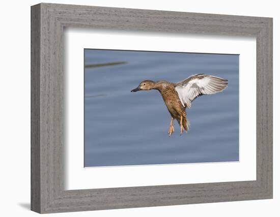 Cinnamon Teal Hen Landing-Hal Beral-Framed Photographic Print