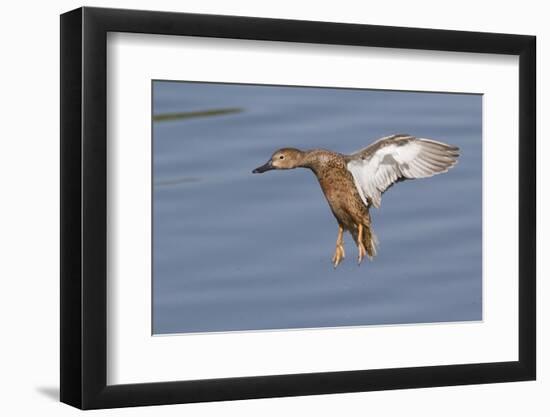 Cinnamon Teal Hen Landing-Hal Beral-Framed Photographic Print