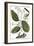 Cinnamon Tree, 1735-Elizabeth Blackwell-Framed Premium Giclee Print