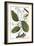 Cinnamon Tree, 1735-Elizabeth Blackwell-Framed Premium Giclee Print