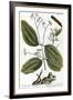Cinnamon Tree, 1735-Elizabeth Blackwell-Framed Giclee Print