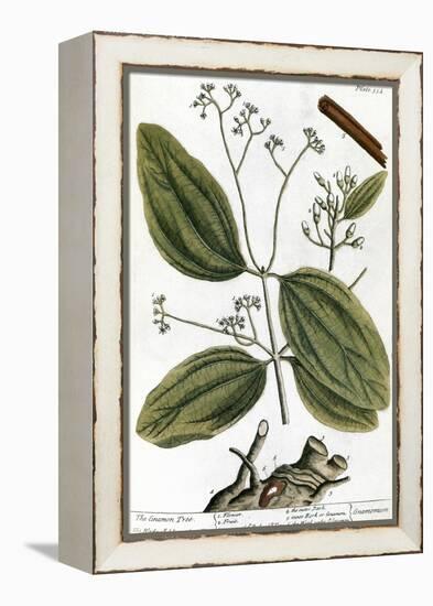 Cinnamon Tree, 1735-Elizabeth Blackwell-Framed Premier Image Canvas