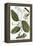 Cinnamon Tree, 1735-Elizabeth Blackwell-Framed Premier Image Canvas