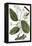 Cinnamon Tree, 1735-Elizabeth Blackwell-Framed Premier Image Canvas