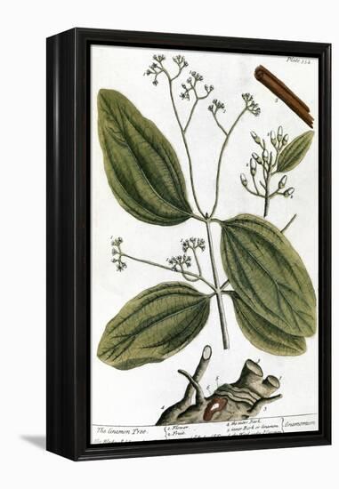 Cinnamon Tree, 1735-Elizabeth Blackwell-Framed Premier Image Canvas