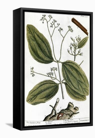 Cinnamon Tree, 1735-Elizabeth Blackwell-Framed Premier Image Canvas