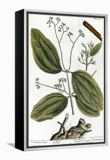 Cinnamon Tree, 1735-Elizabeth Blackwell-Framed Premier Image Canvas