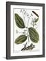 Cinnamon Tree, 1735-Elizabeth Blackwell-Framed Giclee Print