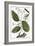 Cinnamon Tree, 1735-Elizabeth Blackwell-Framed Giclee Print