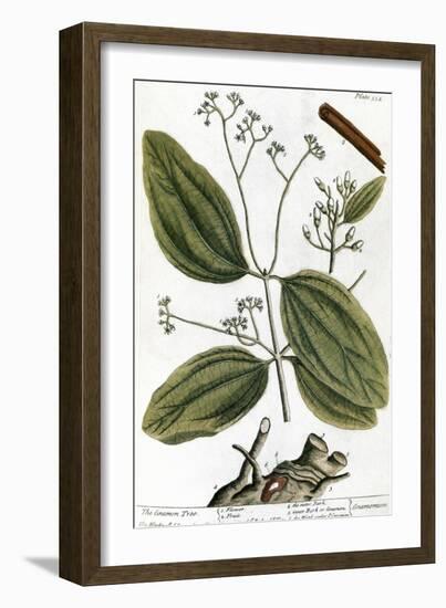 Cinnamon Tree, 1735-Elizabeth Blackwell-Framed Giclee Print