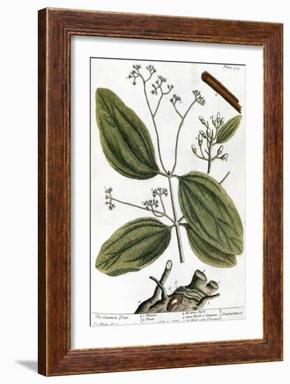 Cinnamon Tree, 1735-Elizabeth Blackwell-Framed Giclee Print