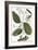 Cinnamon Tree, 1735-Elizabeth Blackwell-Framed Giclee Print