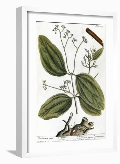 Cinnamon Tree, 1735-Elizabeth Blackwell-Framed Giclee Print