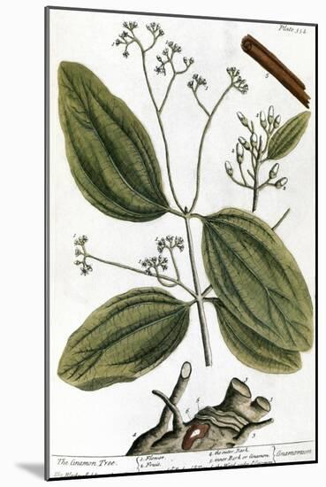 Cinnamon Tree, 1735-Elizabeth Blackwell-Mounted Giclee Print