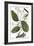 Cinnamon Tree, 1735-Elizabeth Blackwell-Framed Giclee Print