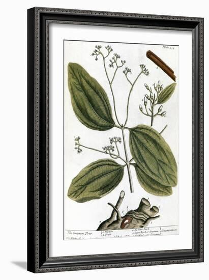 Cinnamon Tree, 1735-Elizabeth Blackwell-Framed Giclee Print