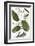 Cinnamon Tree, 1735-Elizabeth Blackwell-Framed Giclee Print