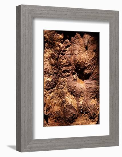 Cinnamon Tree, Cinnamomum Sp., Bark, Cinnamon Bark-Catharina Lux-Framed Photographic Print