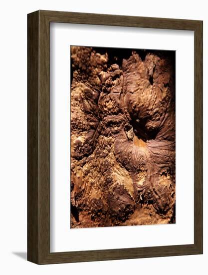 Cinnamon Tree, Cinnamomum Sp., Bark, Cinnamon Bark-Catharina Lux-Framed Photographic Print