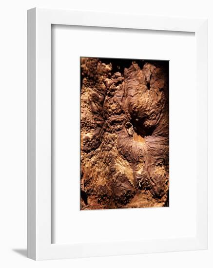 Cinnamon Tree, Cinnamomum Sp., Bark, Cinnamon Bark-Catharina Lux-Framed Photographic Print