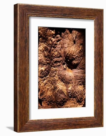 Cinnamon Tree, Cinnamomum Sp., Bark, Cinnamon Bark-Catharina Lux-Framed Photographic Print