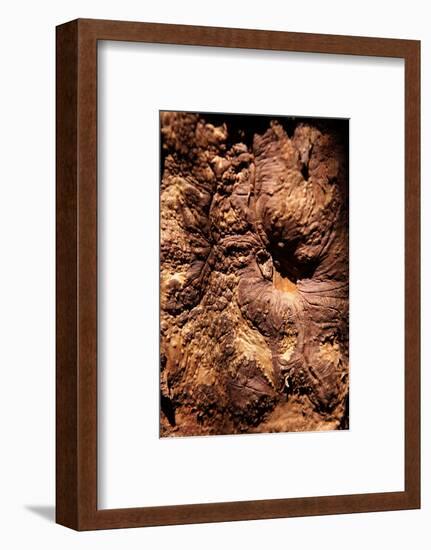 Cinnamon Tree, Cinnamomum Sp., Bark, Cinnamon Bark-Catharina Lux-Framed Photographic Print