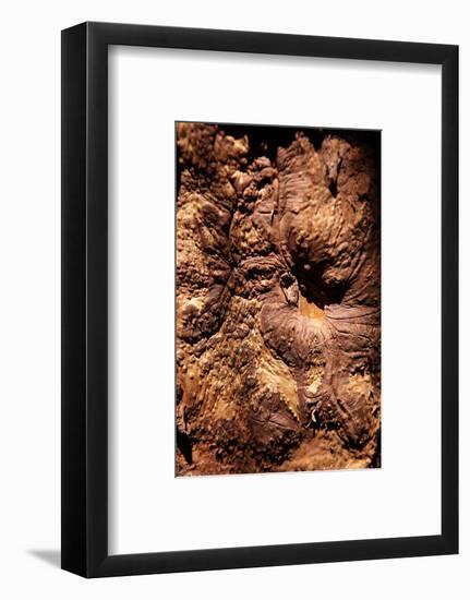 Cinnamon Tree, Cinnamomum Sp., Bark, Cinnamon Bark-Catharina Lux-Framed Photographic Print