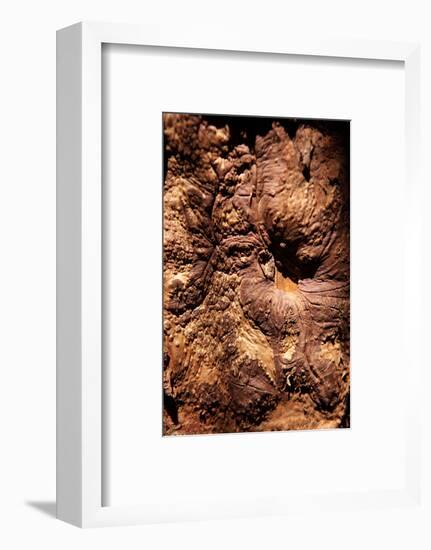 Cinnamon Tree, Cinnamomum Sp., Bark, Cinnamon Bark-Catharina Lux-Framed Photographic Print