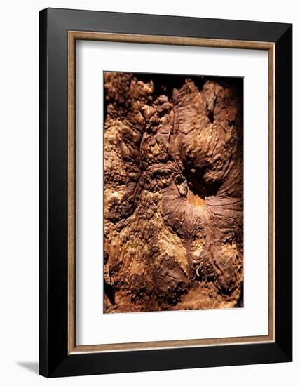 Cinnamon Tree, Cinnamomum Sp., Bark, Cinnamon Bark-Catharina Lux-Framed Photographic Print