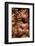 Cinnamon Tree, Cinnamomum Sp., Bark, Cinnamon Bark-Catharina Lux-Framed Photographic Print