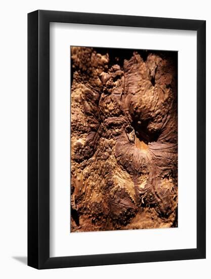 Cinnamon Tree, Cinnamomum Sp., Bark, Cinnamon Bark-Catharina Lux-Framed Photographic Print