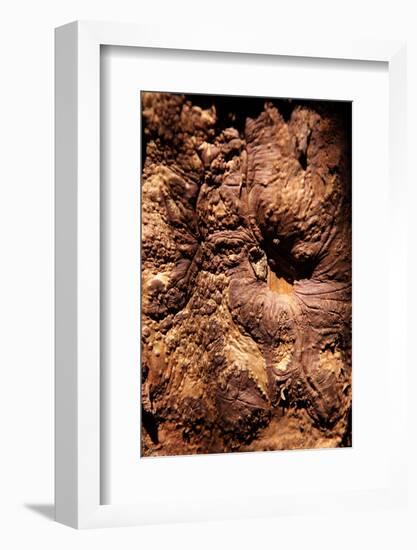 Cinnamon Tree, Cinnamomum Sp., Bark, Cinnamon Bark-Catharina Lux-Framed Photographic Print