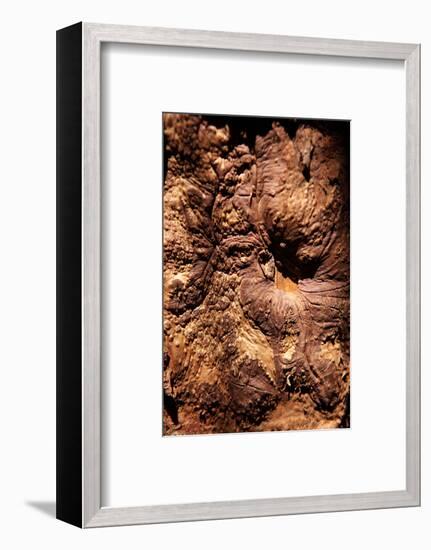 Cinnamon Tree, Cinnamomum Sp., Bark, Cinnamon Bark-Catharina Lux-Framed Photographic Print