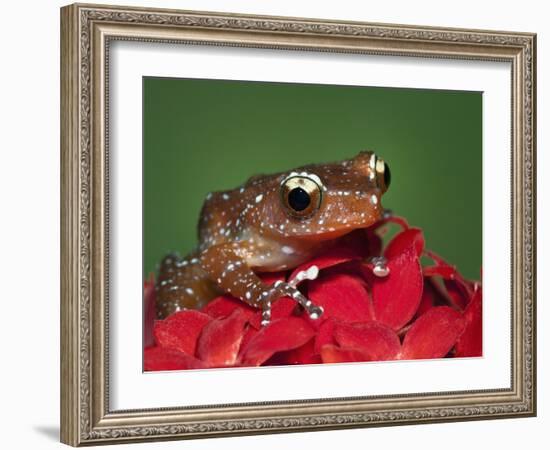 Cinnamon Tree Frog, Borneo-Adam Jones-Framed Photographic Print