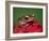 Cinnamon Tree Frog, Borneo-Adam Jones-Framed Photographic Print