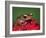 Cinnamon Tree Frog, Borneo-Adam Jones-Framed Photographic Print