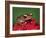 Cinnamon Tree Frog, Borneo-Adam Jones-Framed Photographic Print