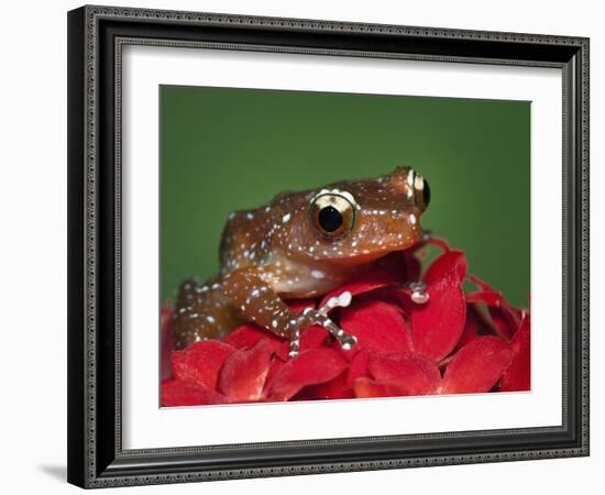 Cinnamon Tree Frog, Borneo-Adam Jones-Framed Photographic Print