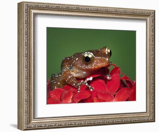 Cinnamon Tree Frog, Borneo-Adam Jones-Framed Photographic Print