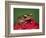 Cinnamon Tree Frog, Borneo-Adam Jones-Framed Photographic Print